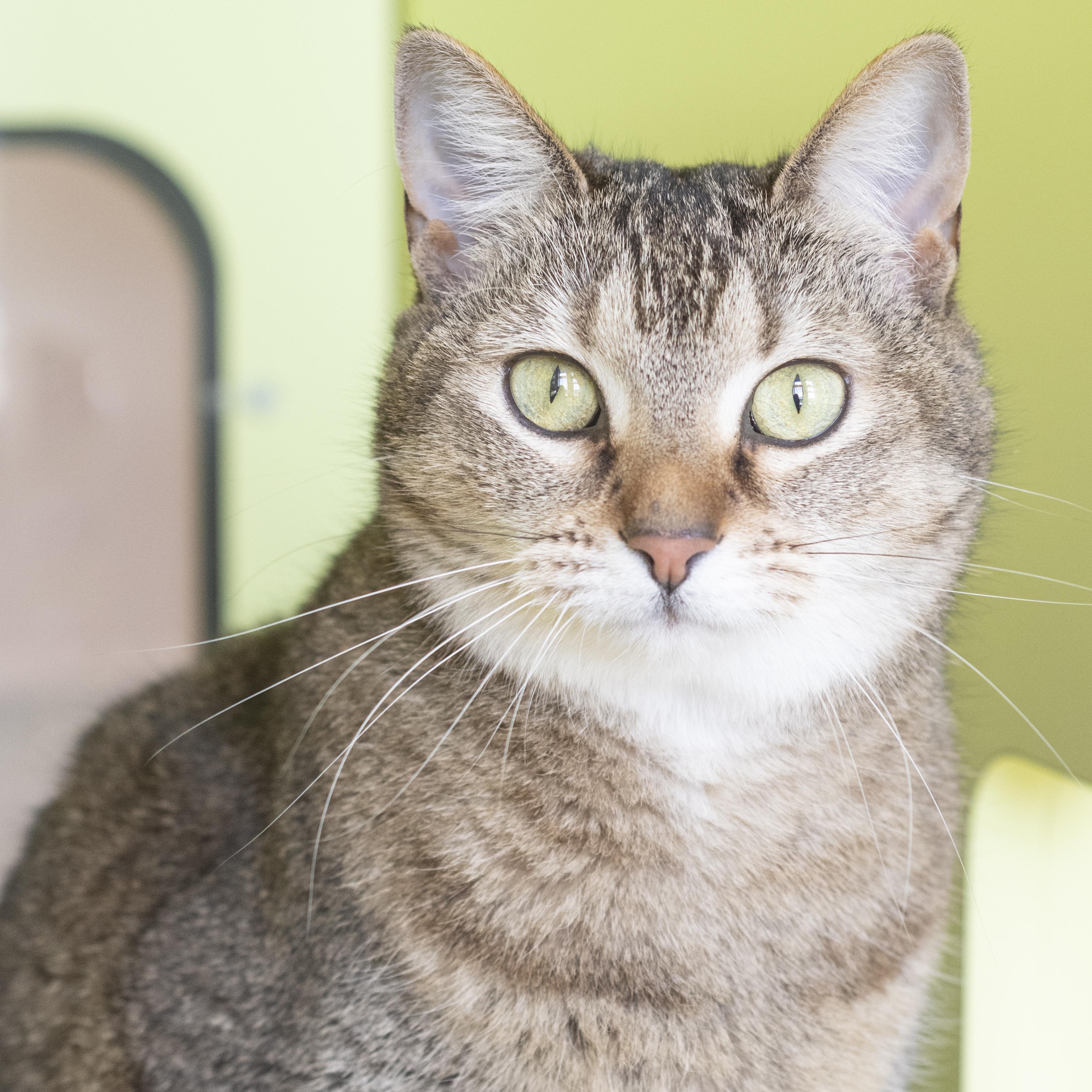 Enlarge Vera, a ADOPTABLE Domestic Short Hair in Pontiac, MI image 1/1
