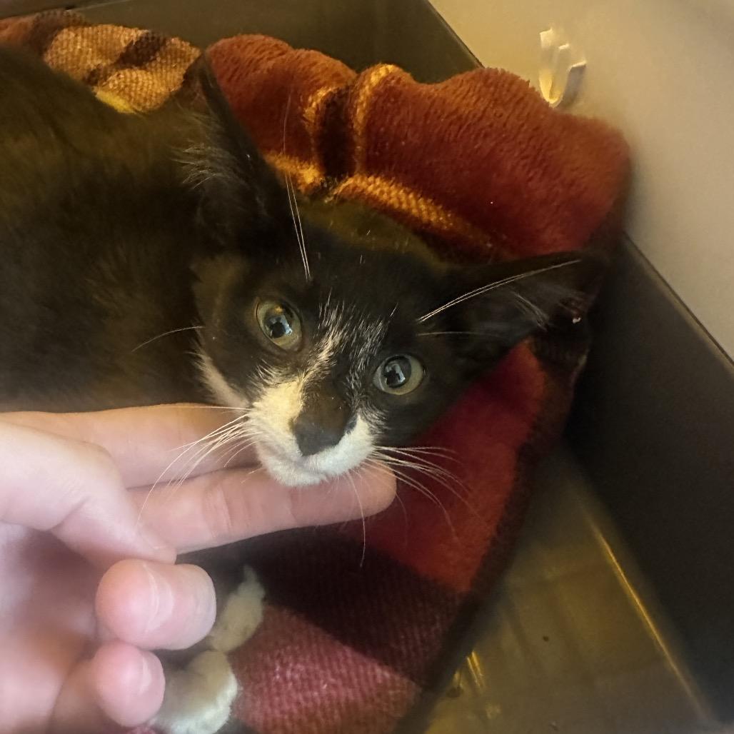 Skylar, Adoptable, Young Female Domestic Short Hair.