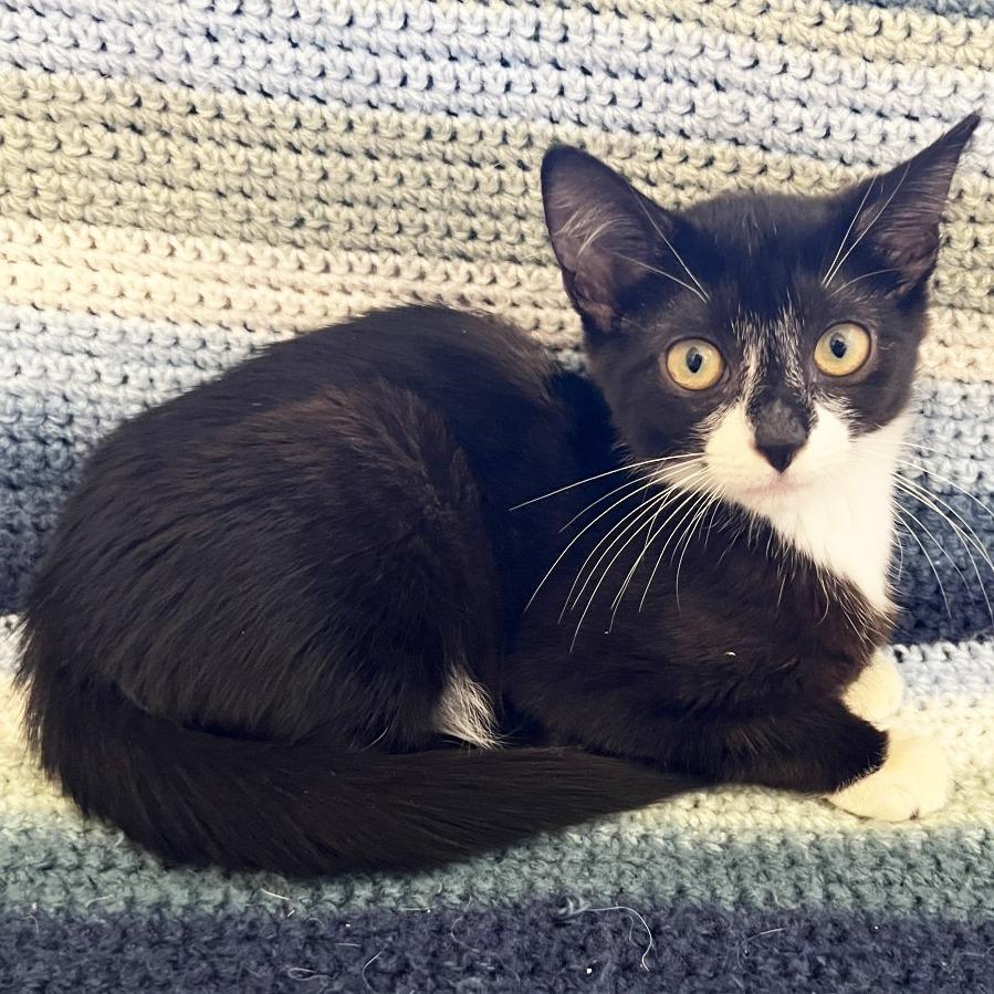 Enlarge Skylar, a Adoptable Domestic Short Hair in Mount Juliet, TN image 2/5