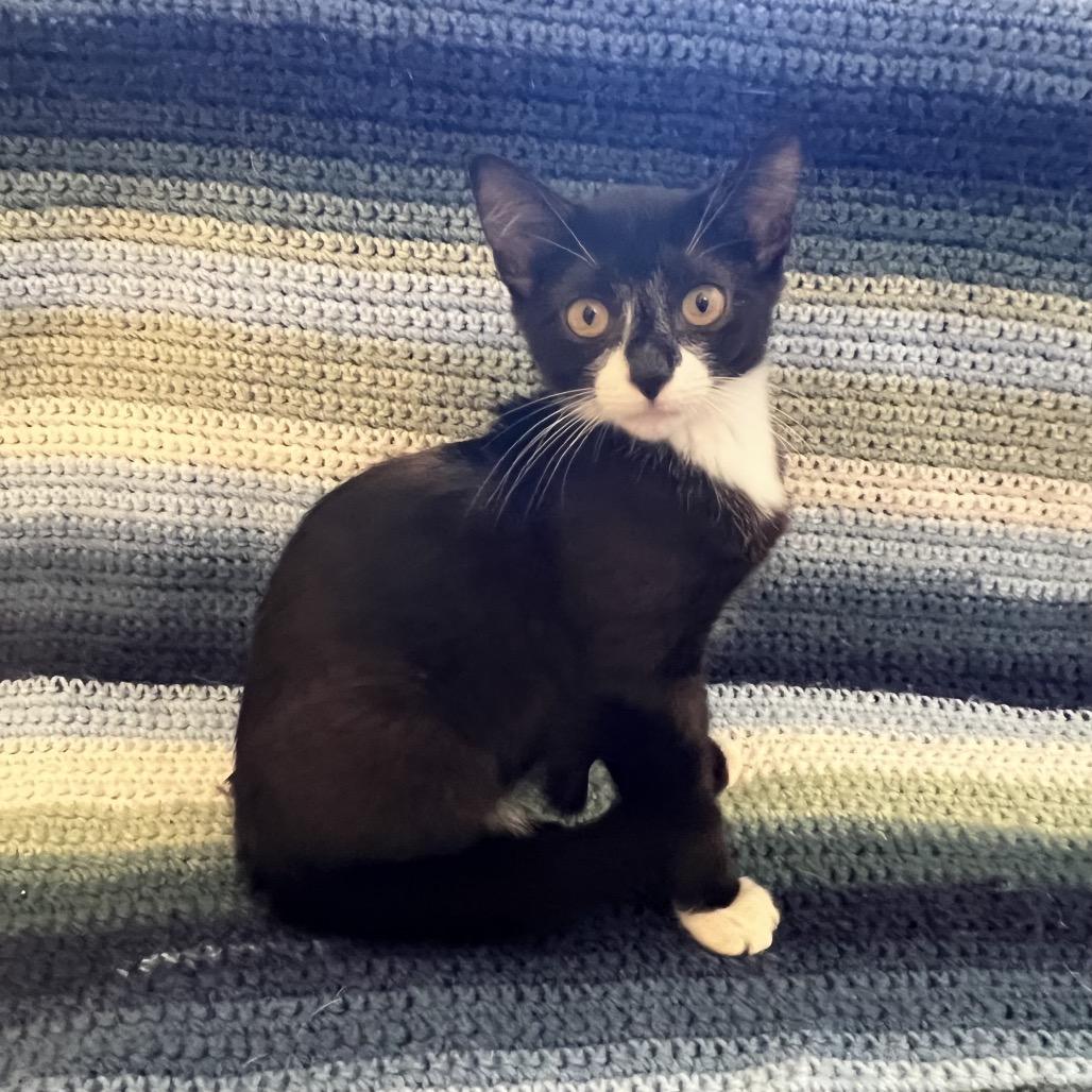 Enlarge Skylar, a Adoptable Domestic Short Hair in Mount Juliet, TN image 3/5