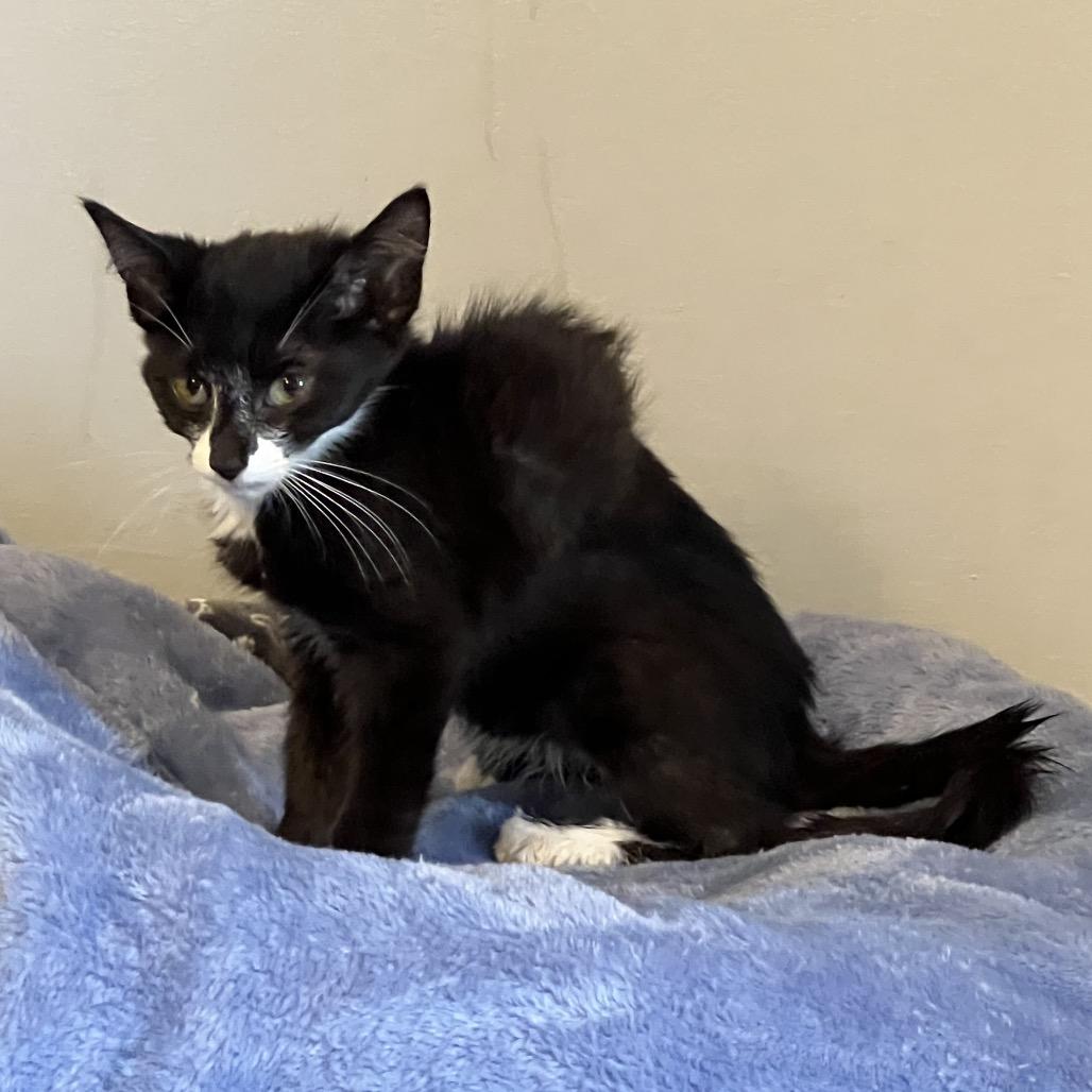 Enlarge Skylar, a Adoptable Domestic Short Hair in Mount Juliet, TN image 4/5