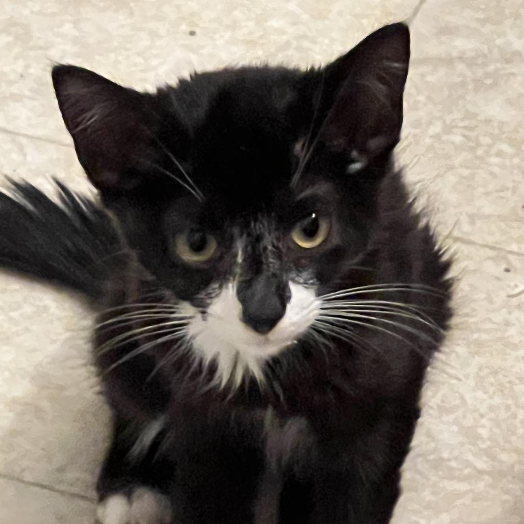 Enlarge Skylar, a Adoptable Domestic Short Hair in Mount Juliet, TN image 5/5