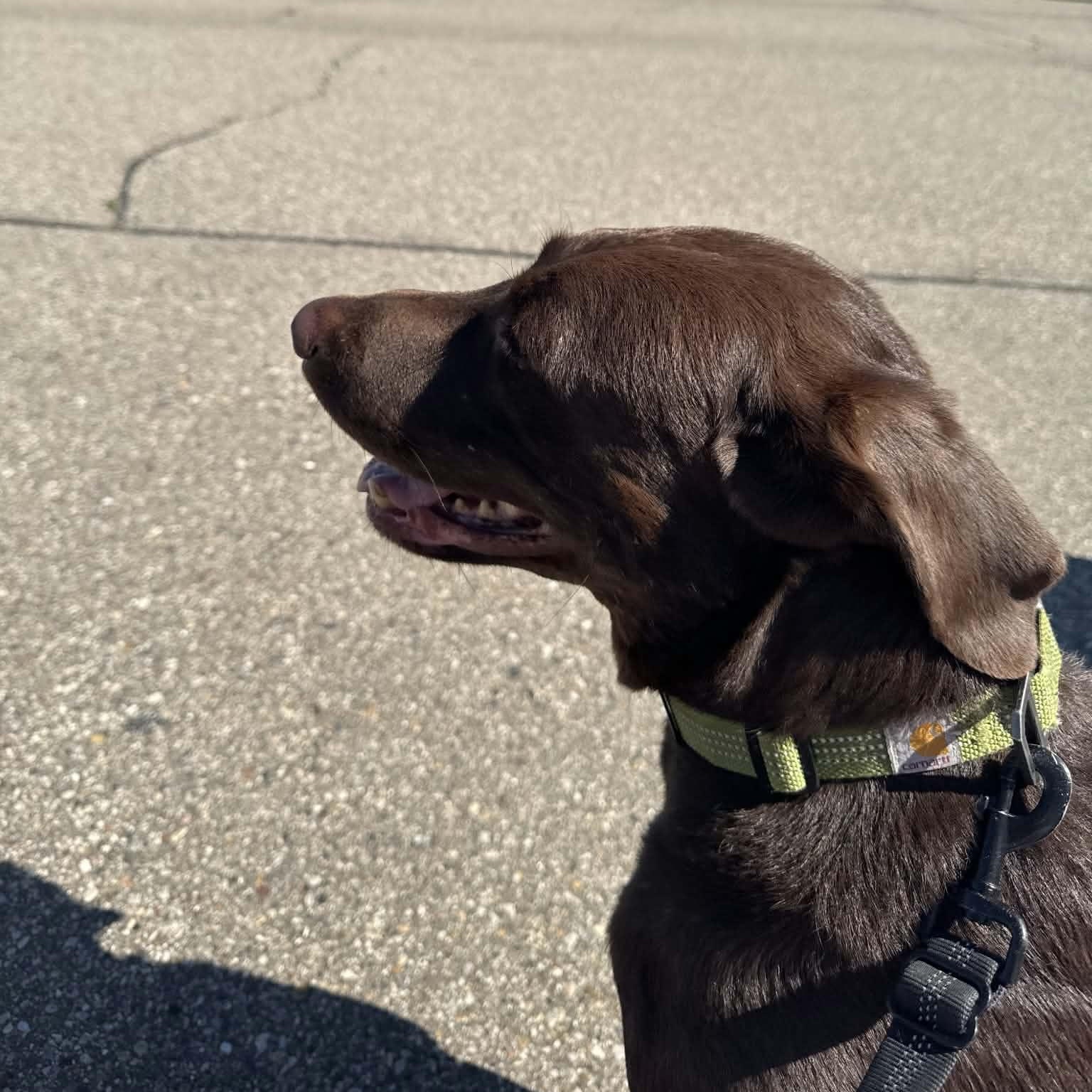 Enlarge Luke - COURTESY POST, a ADOPTABLE Chocolate Labrador Retriever in Fowlerville, MI image 2/3