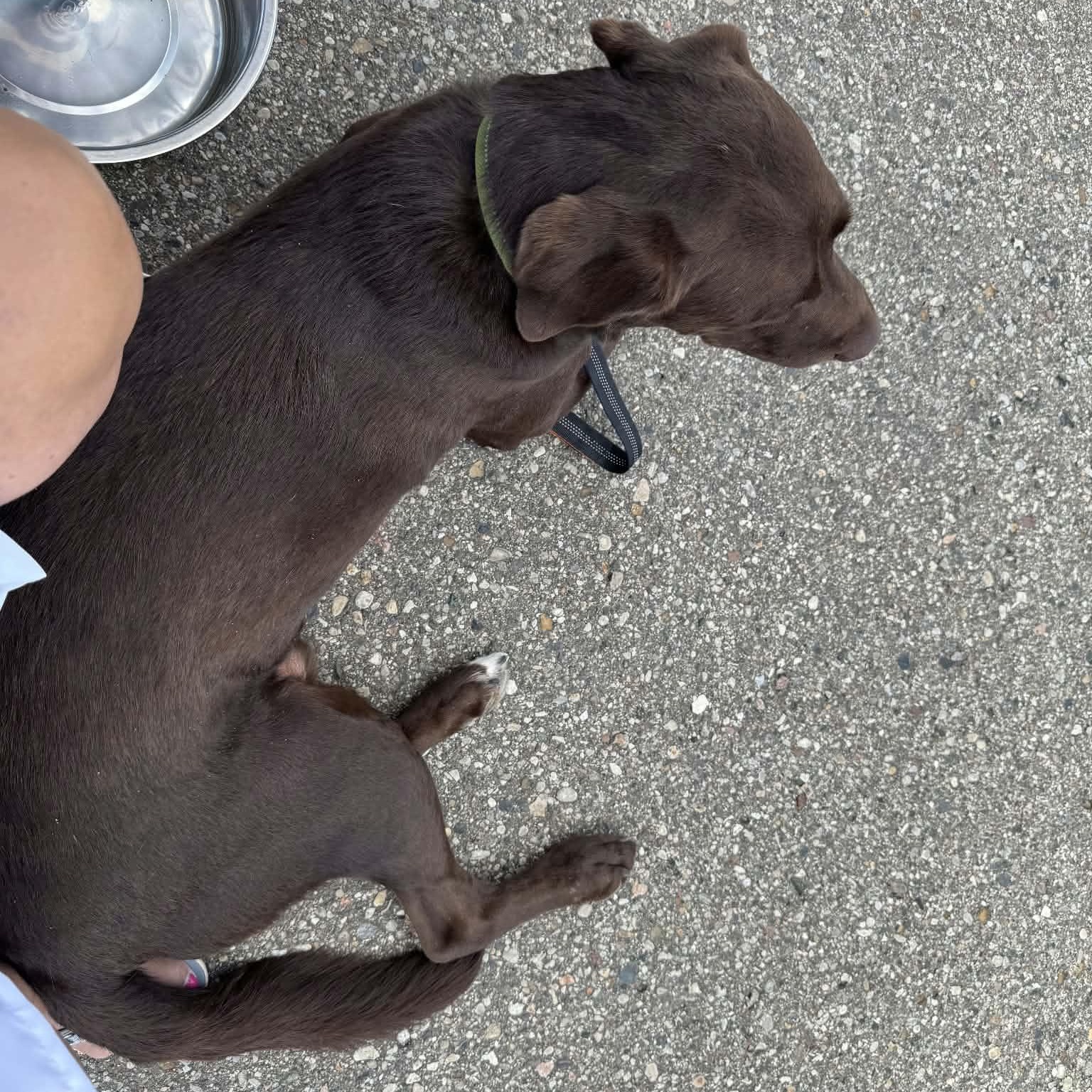 Enlarge Luke - COURTESY POST, a ADOPTABLE Chocolate Labrador Retriever in Fowlerville, MI image 3/3