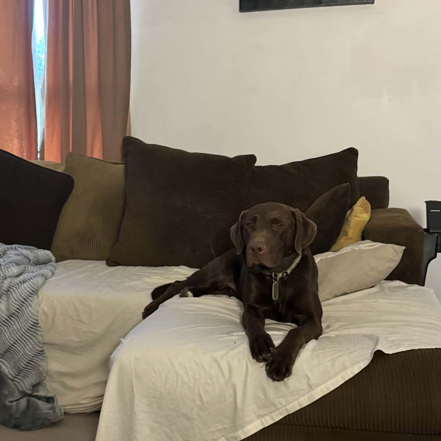 Luke - COURTESY POST, ADOPTABLE, Young Male Chocolate Labrador Retriever.