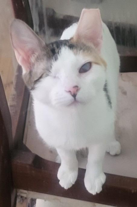 Sparkle (Bonded with Twinkle), Adoptable, Young Female Domestic Short Hair.