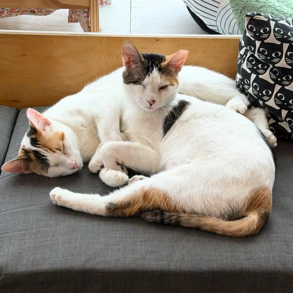 Enlarge Sparkle (Bonded with Twinkle), a Adoptable mixed breed in St. Louis, MO image 2/6