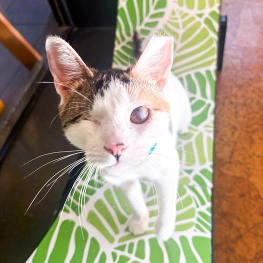 Enlarge Sparkle (Bonded with Twinkle), a Adoptable mixed breed in St. Louis, MO image 2/3