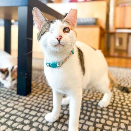 Enlarge Sparkle (Bonded with Twinkle), a Adoptable mixed breed in St. Louis, MO image 4/6