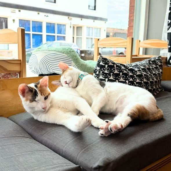 Enlarge Sparkle (Bonded with Twinkle), a Adoptable mixed breed in St. Louis, MO image 5/6