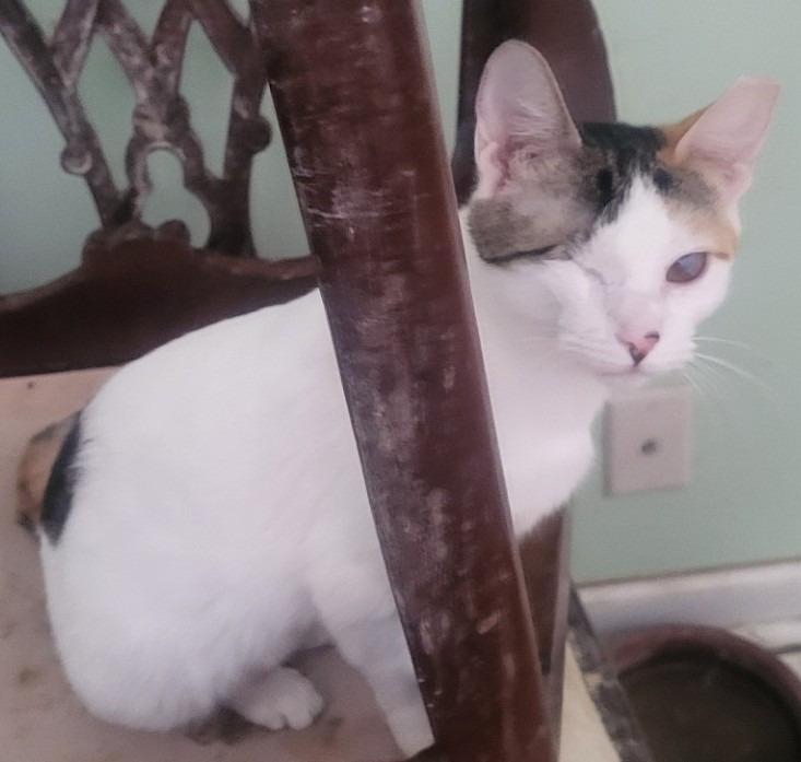 Sparkle (Bonded with Twinkle) — thumbnail 2