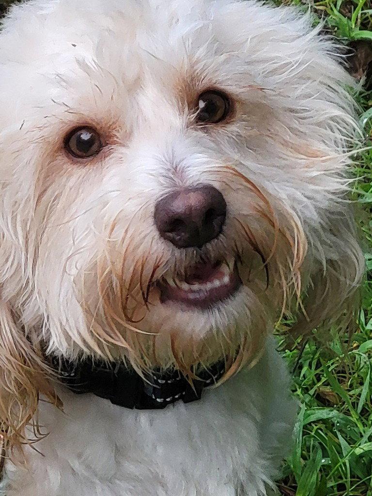 Ballew, Adoptable, Adult Male Poodle & Terrier.