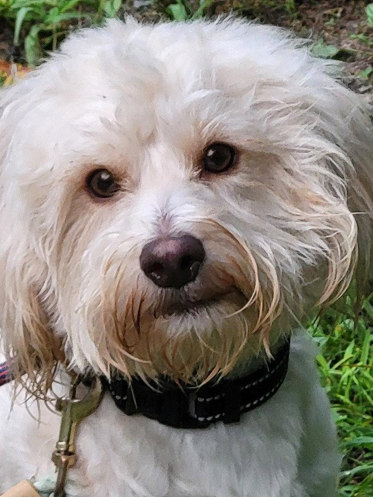 Enlarge Ballew, a Adoptable mixed breed in Ellijay, GA image 2/3