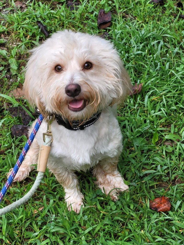 Enlarge Ballew, a Adoptable mixed breed in Ellijay, GA image 3/3
