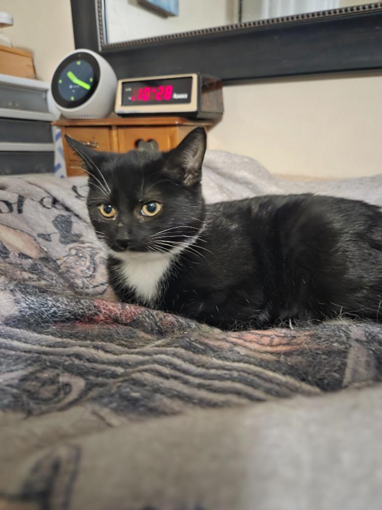 Ghost, Adoptable, Kitten Female Domestic Short Hair.