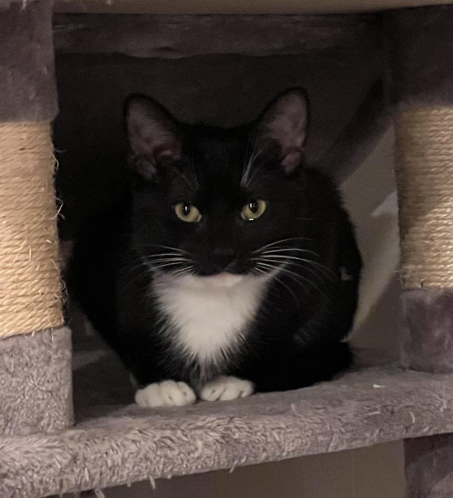 Enlarge Ghost, a Adoptable mixed breed in Parkville, MD image 2/3