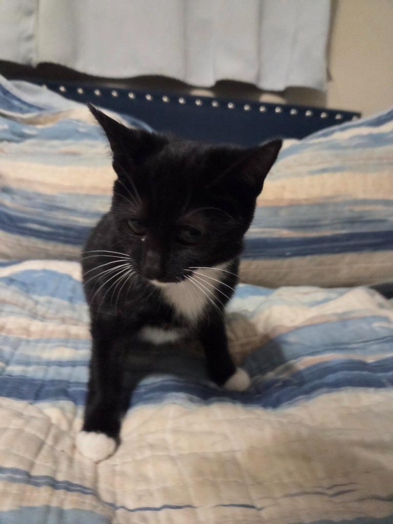 Enlarge Ghost, a Adoptable mixed breed in Parkville, MD image 3/3