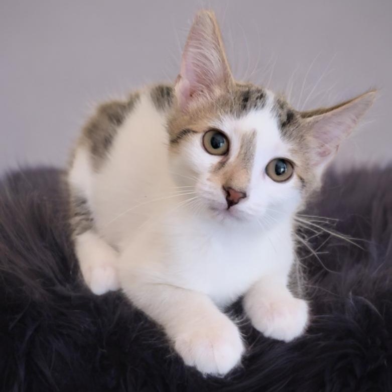 Franklin and Frazier — thumbnail 2