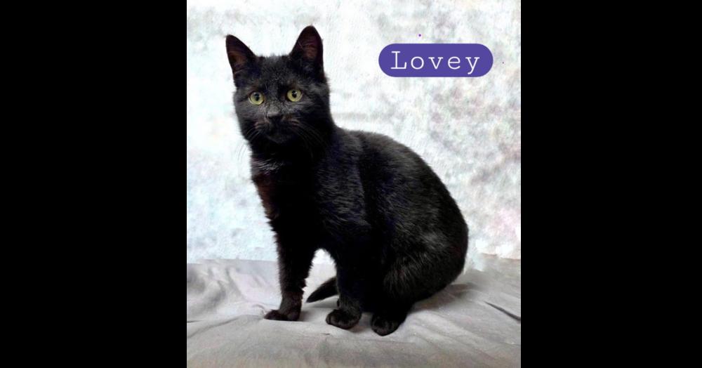 Enlarge Lovey, a Adoptable Domestic Short Hair in Chalfont, PA image 1/5
