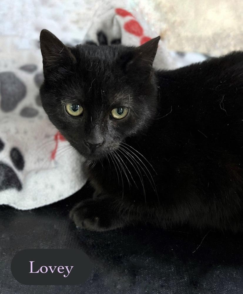 Enlarge Lovey, a Adoptable Domestic Short Hair in Chalfont, PA image 2/5
