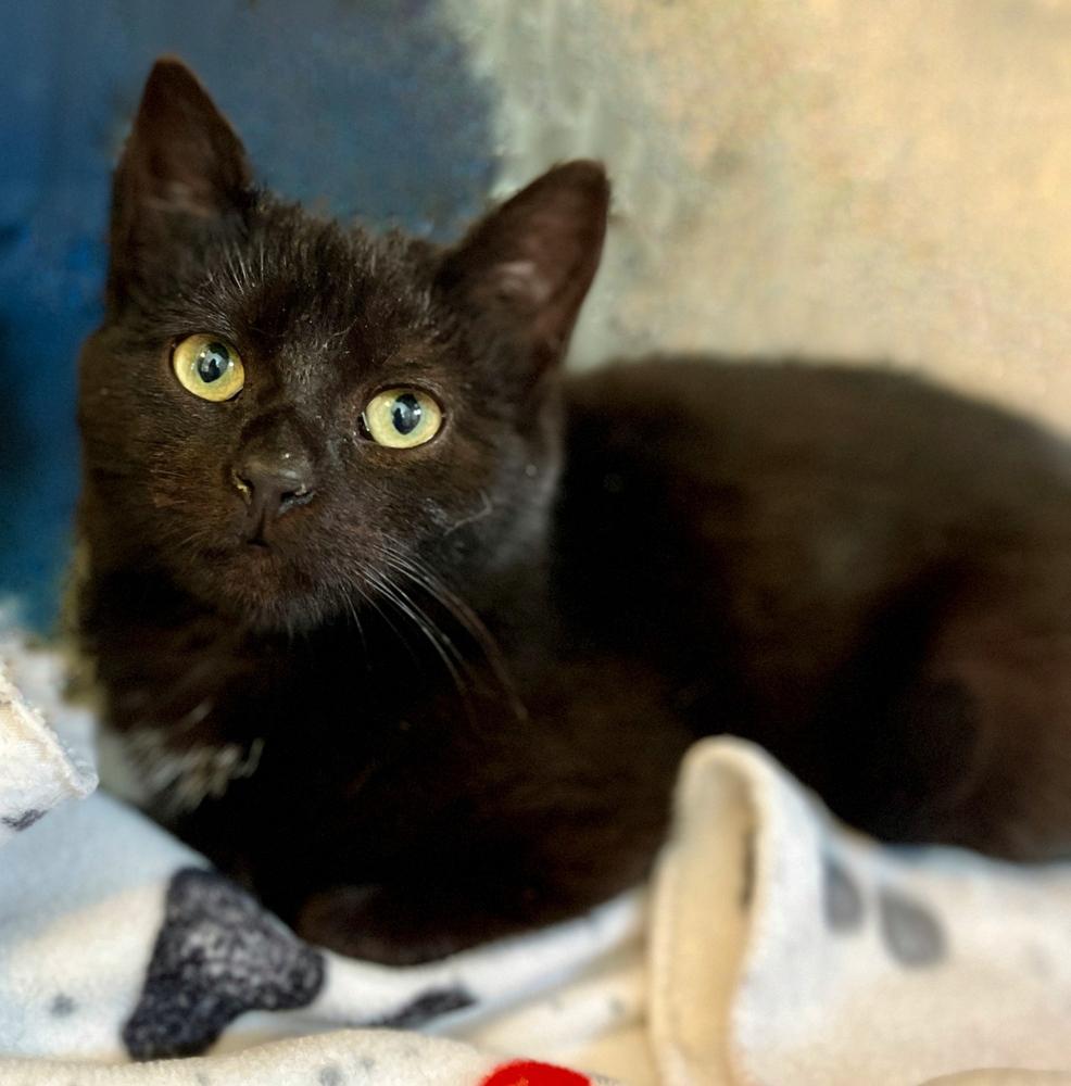 Enlarge Lovey, a Adoptable Domestic Short Hair in Chalfont, PA image 3/5