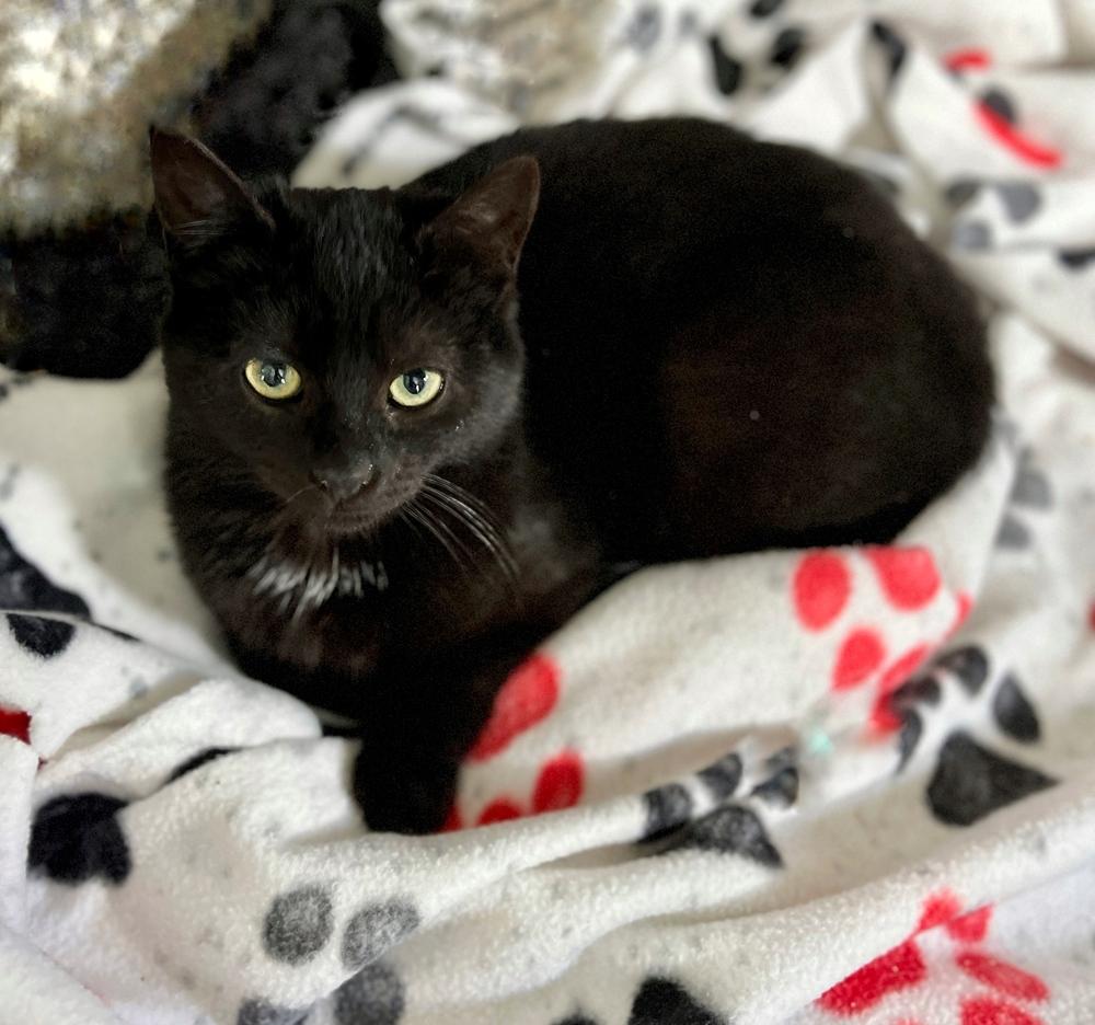 Enlarge Lovey, a Adoptable Domestic Short Hair in Chalfont, PA image 4/5