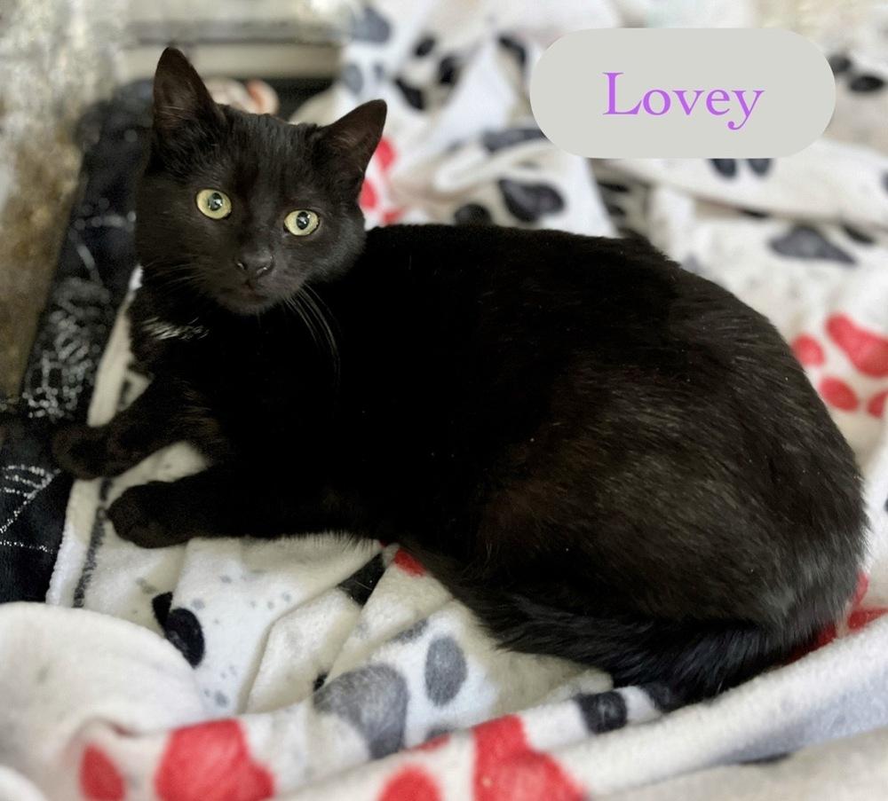 Enlarge Lovey, a Adoptable Domestic Short Hair in Chalfont, PA image 5/5