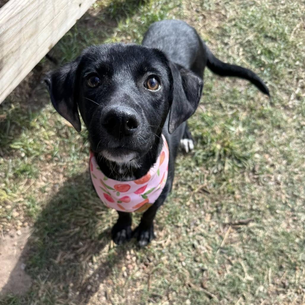 Kona (Roux), Adoptable, Young Female Catahoula Leopard Dog & Black Labrador Retriever.