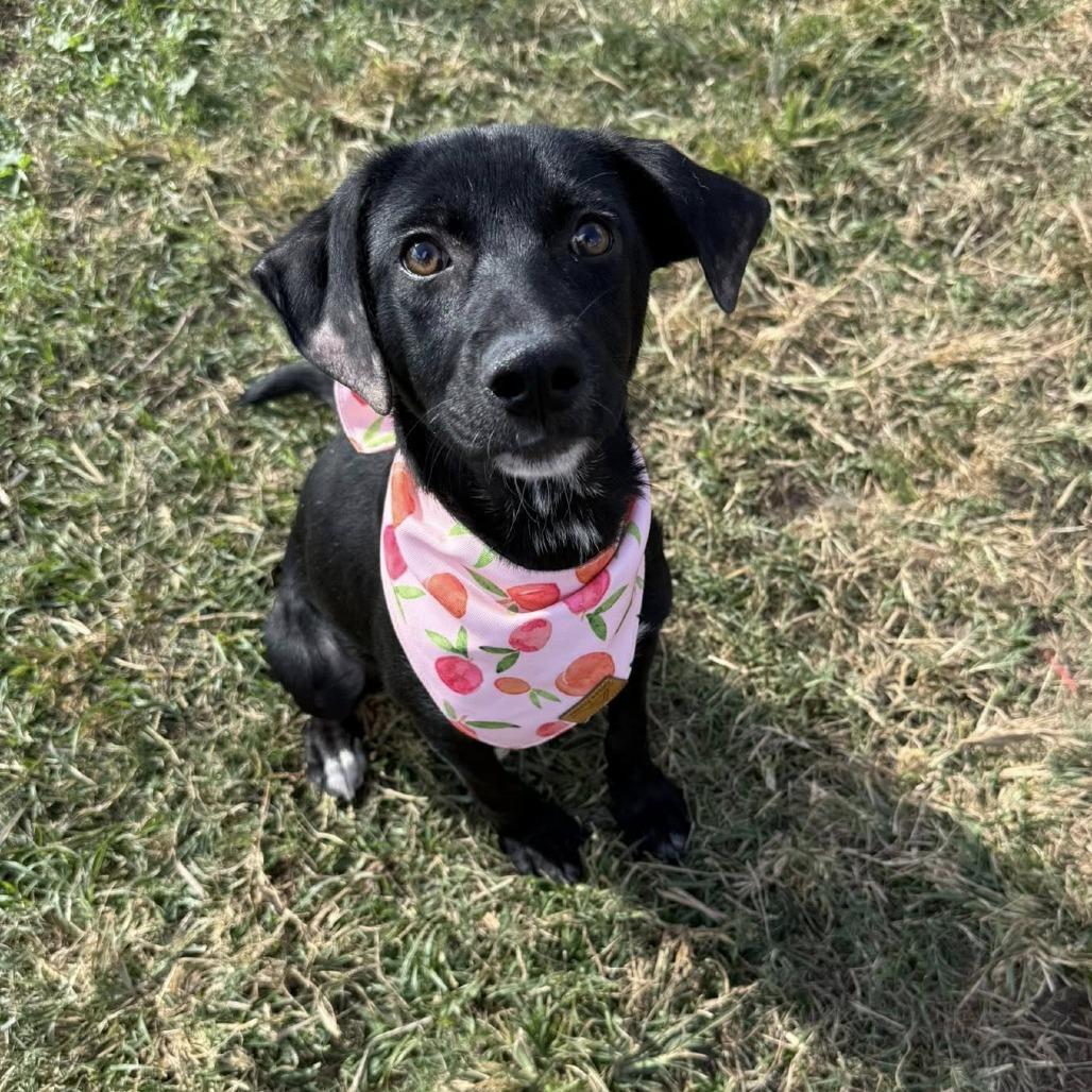 Kona (Roux), a Adoptable mixed breed in Napa, CA image 2/5