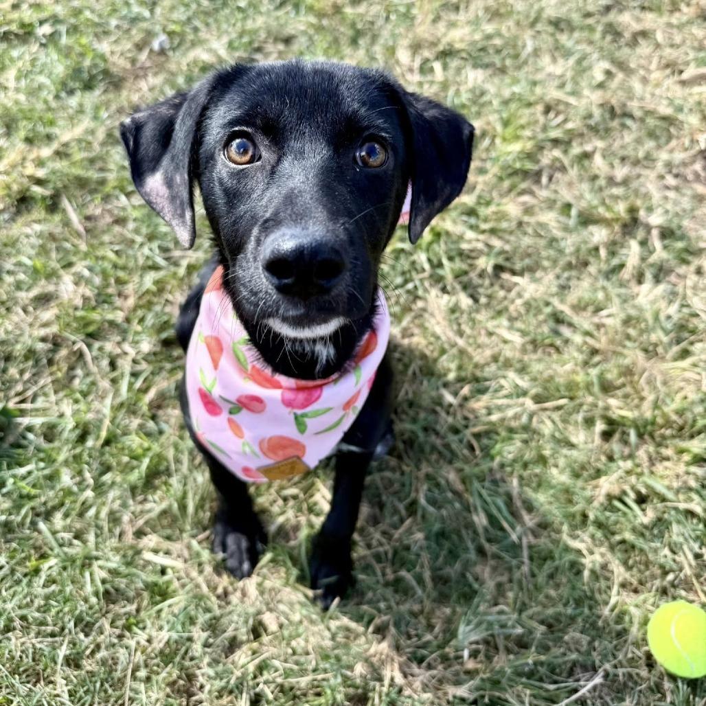 Kona (Roux), a Adoptable mixed breed in Napa, CA image 5/5