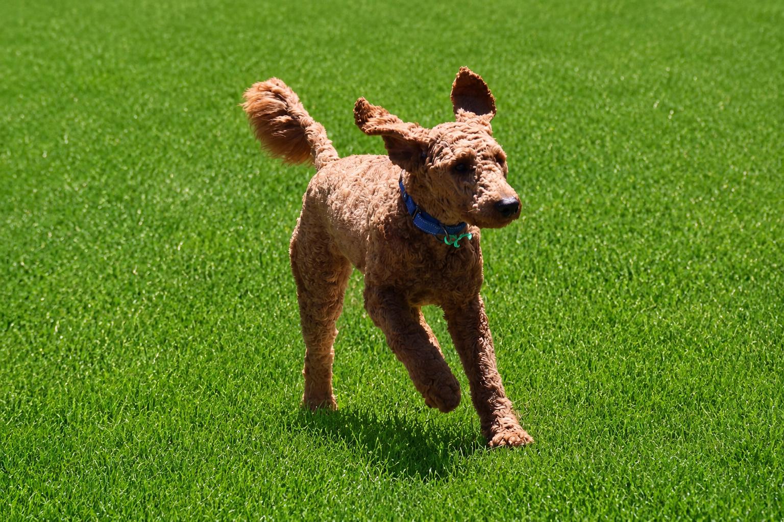 Skyler, adopted, Young Male Goldendoodle.