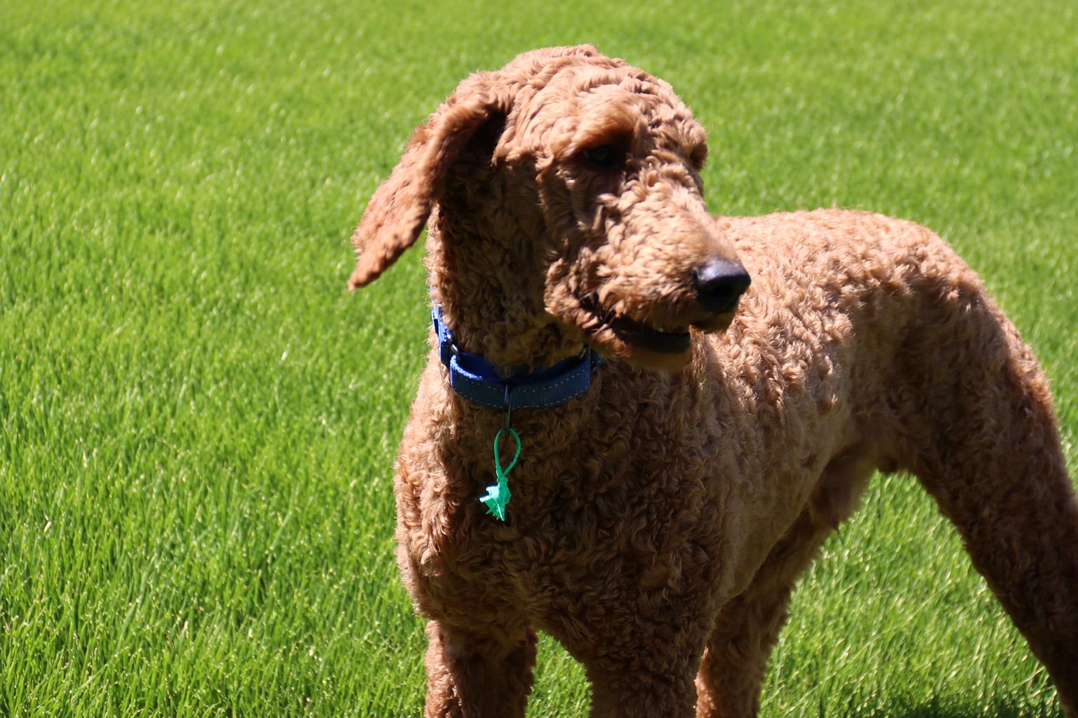 Skyler, an adopted Goldendoodle in POTOMAC, MD image 2/5