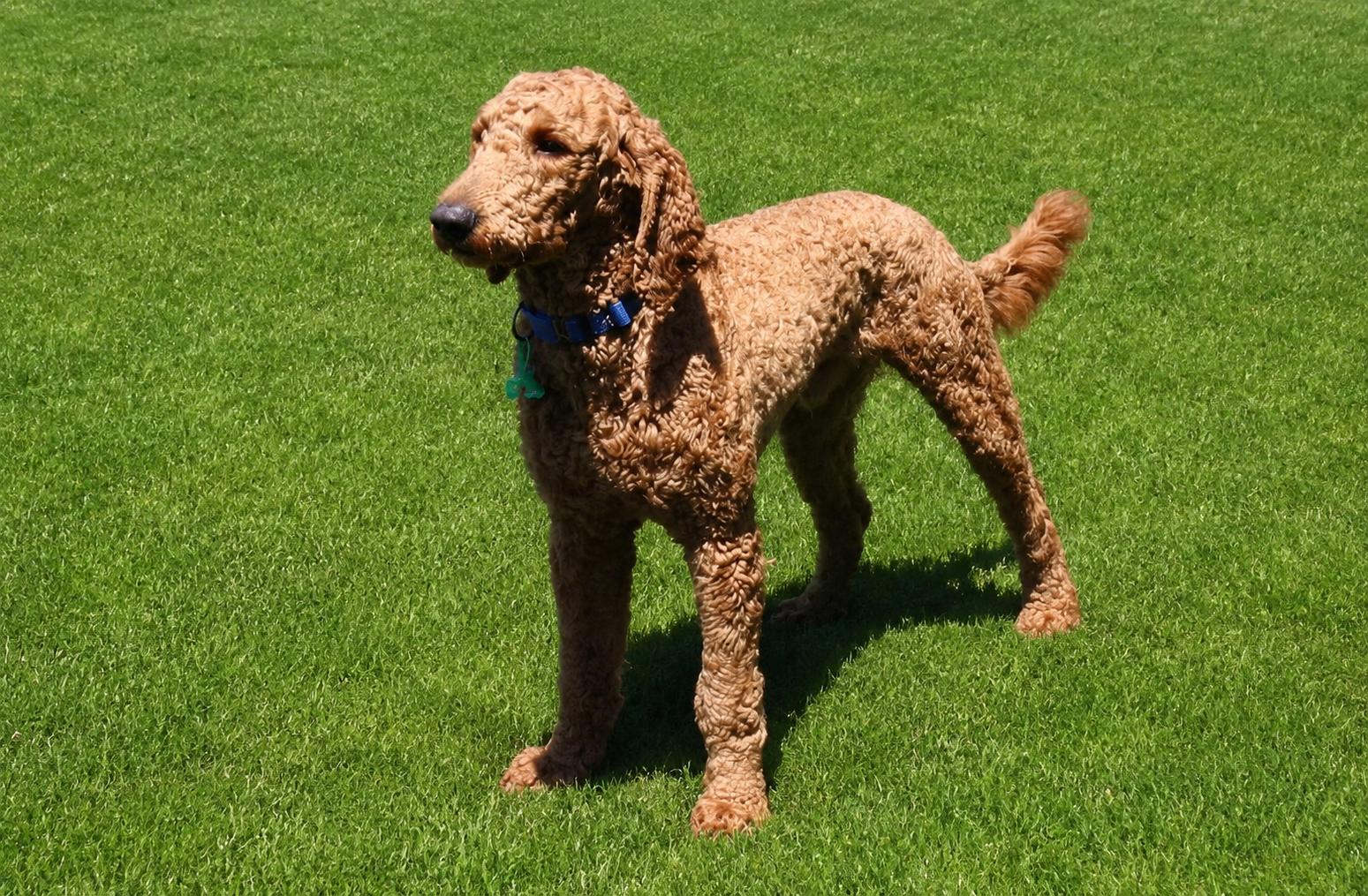 Skyler, an adopted Goldendoodle in POTOMAC, MD image 3/5