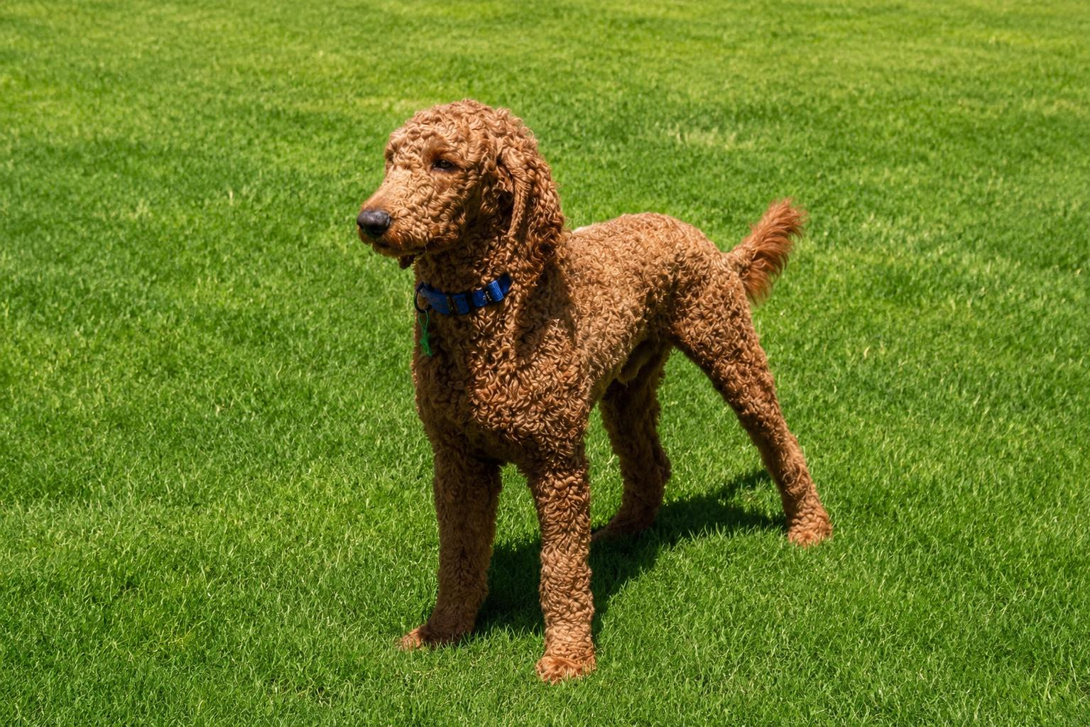 Skyler, an adopted Goldendoodle in POTOMAC, MD image 4/5