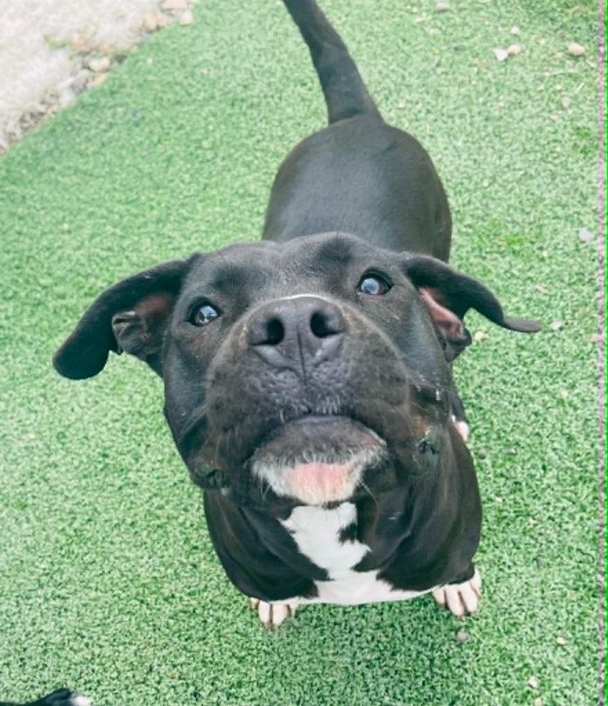 Zorro, Adoptable, Adult Male Cane Corso.