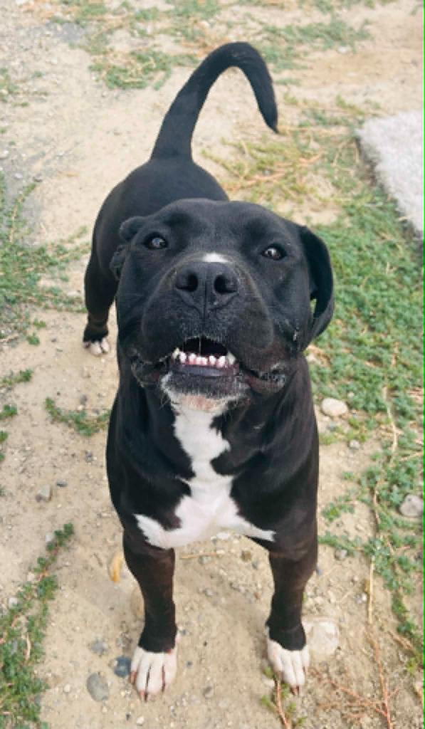 Zorro, a Adoptable Cane Corso in Green River, WY image 2/6