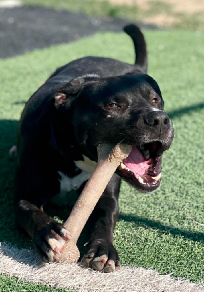 Zorro, a Adoptable Cane Corso in Green River, WY image 3/6