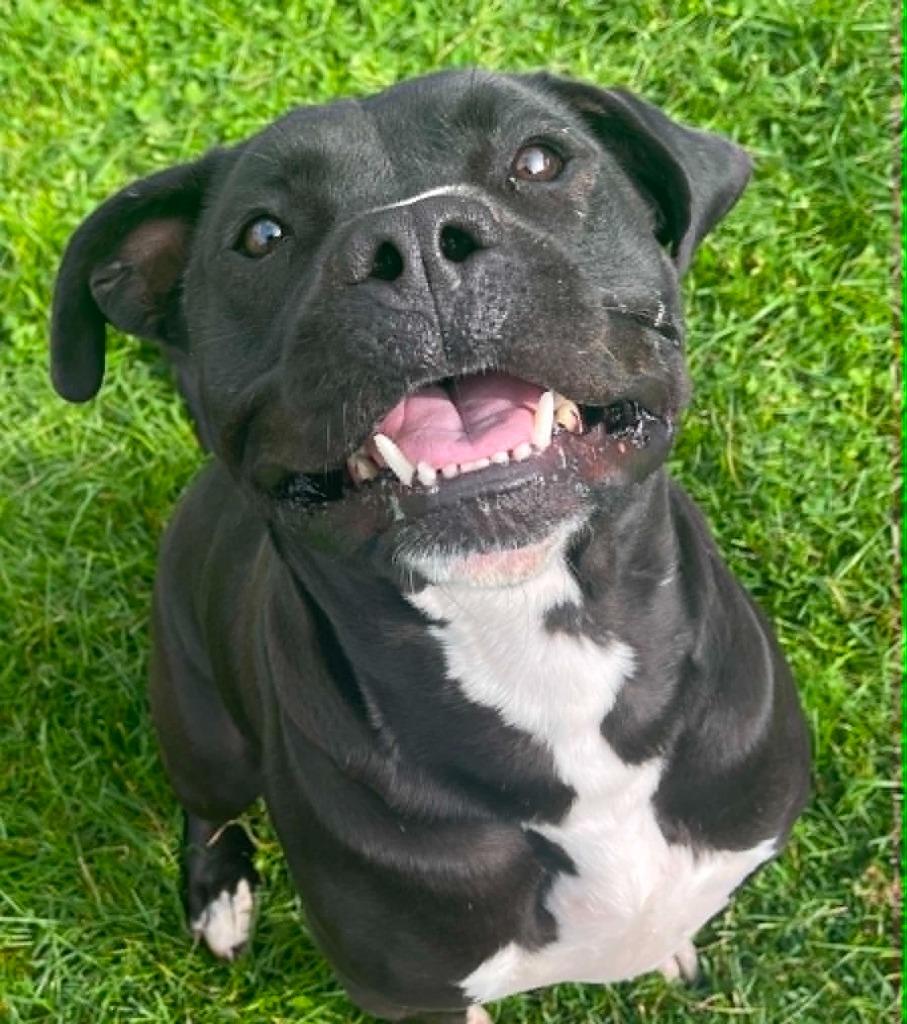 Zorro, a Adoptable Cane Corso in Green River, WY image 4/6