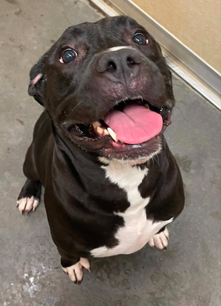 Zorro, a Adoptable Cane Corso in Green River, WY image 5/6