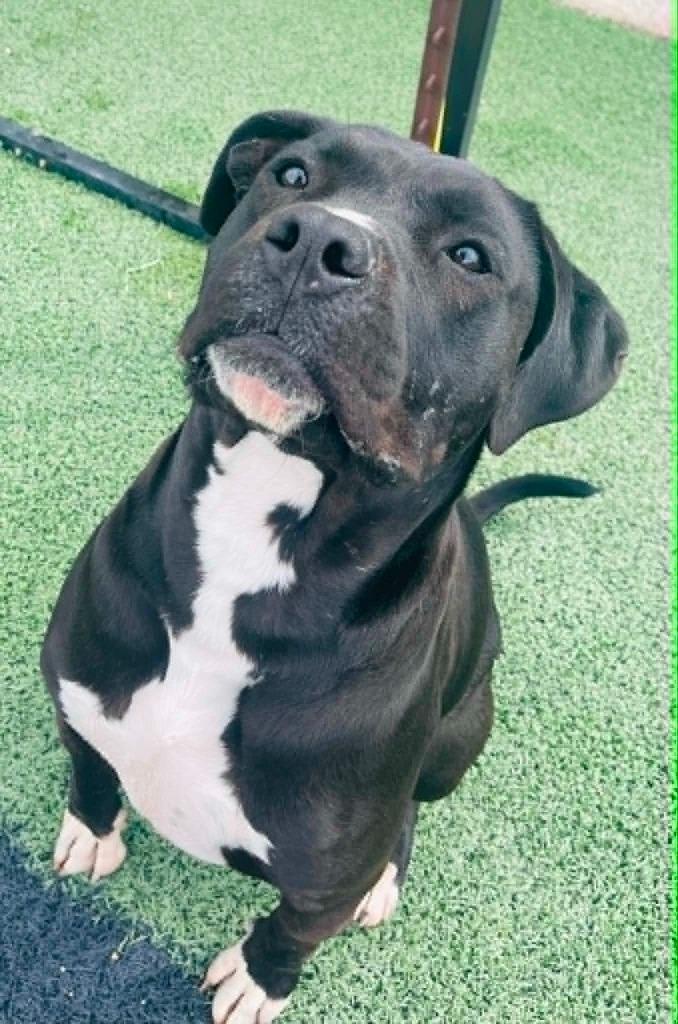Zorro, a Adoptable Cane Corso in Green River, WY image 6/6