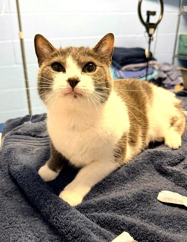 Enlarge SASSY, a ADOPTABLE Domestic Short Hair in Pegram, TN image 1/2