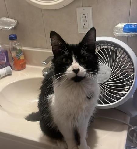 Enlarge Lala *$14 adoption fee* , a Adoptable mixed breed in New York, NY image 2/2