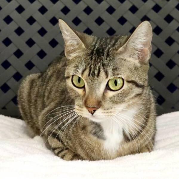 Enlarge Avril, a Adoptable mixed breed in Fort Davis, TX image 1/2