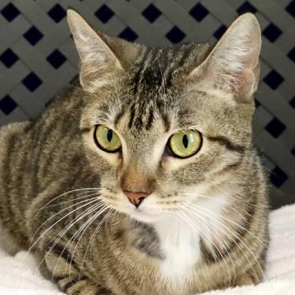 Enlarge Avril, a Adoptable mixed breed in Fort Davis, TX image 2/2