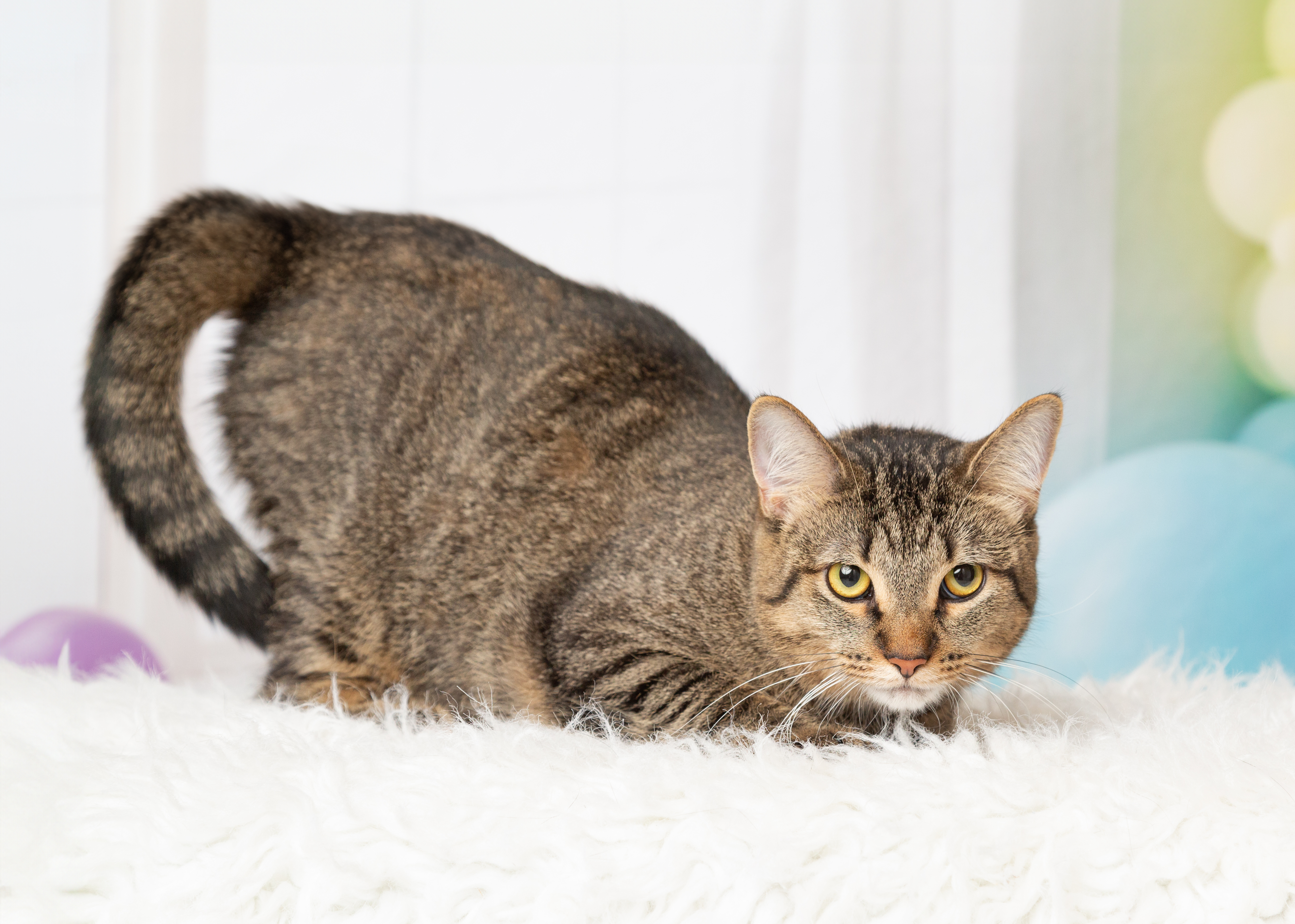 Enlarge Camila, a Adoptable Domestic Short Hair in Denton, TX image 2/5