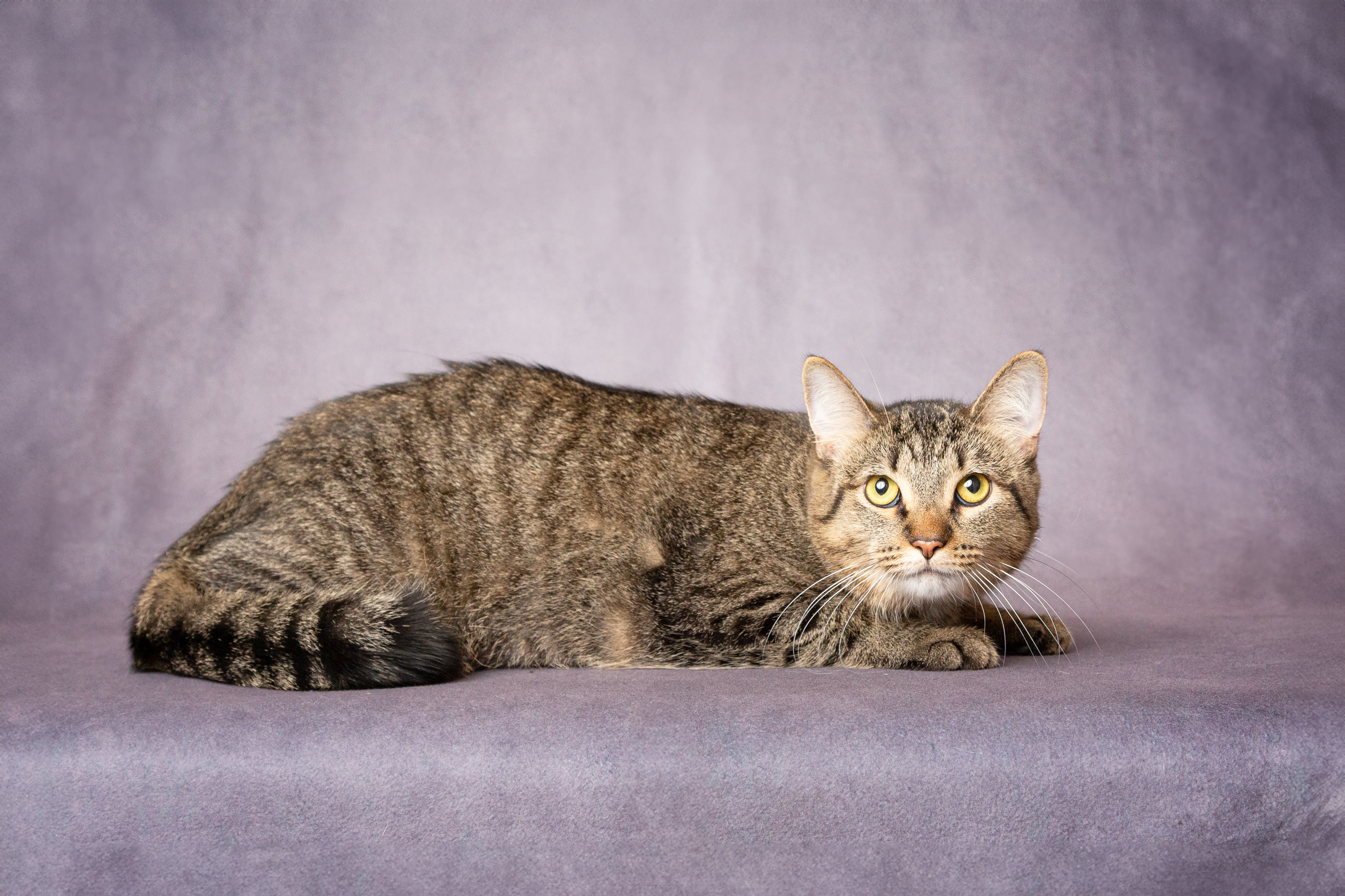 Enlarge Camila, a Adoptable Domestic Short Hair in Denton, TX image 3/5