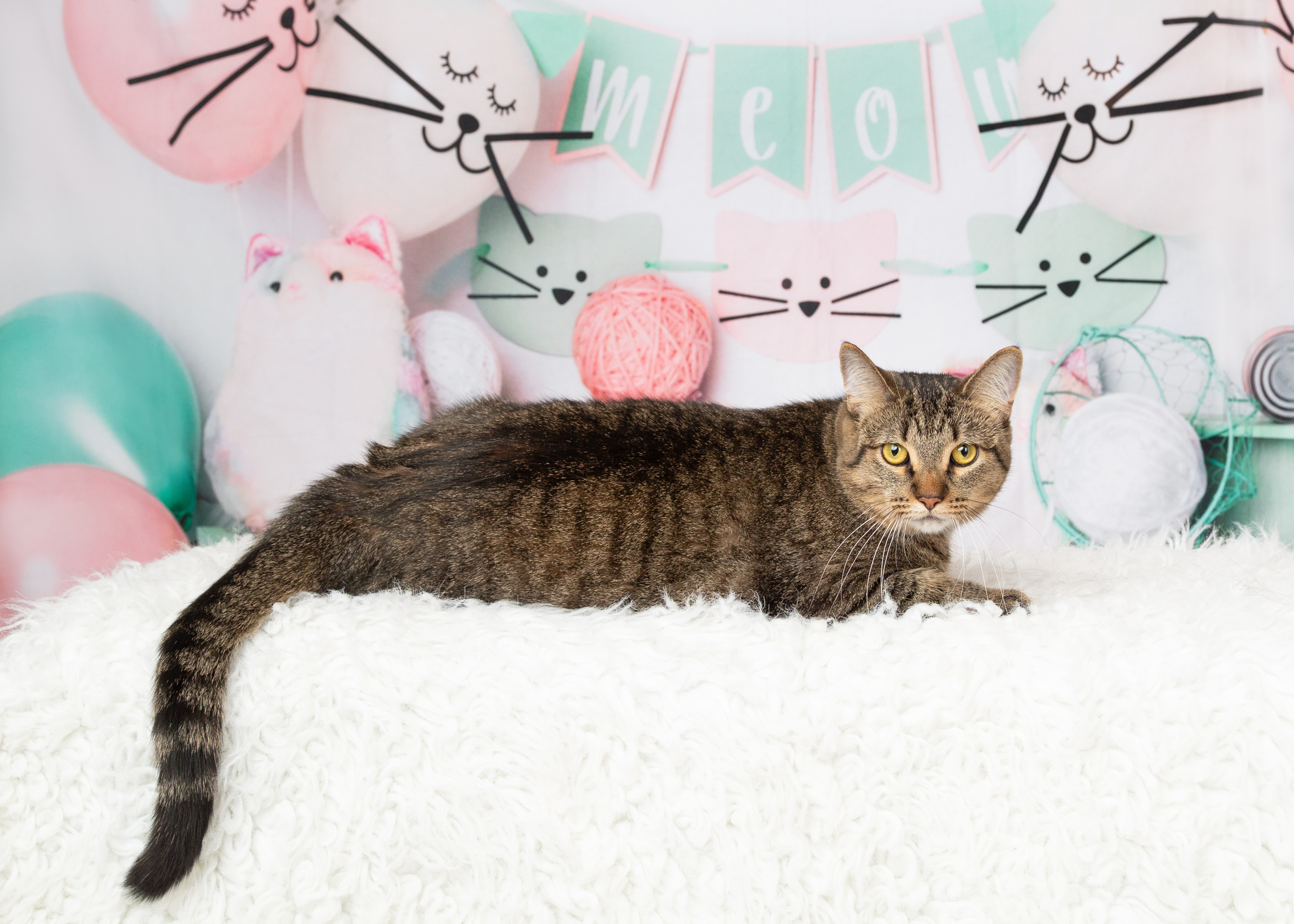 Enlarge Camila, a Adoptable Domestic Short Hair in Denton, TX image 4/5