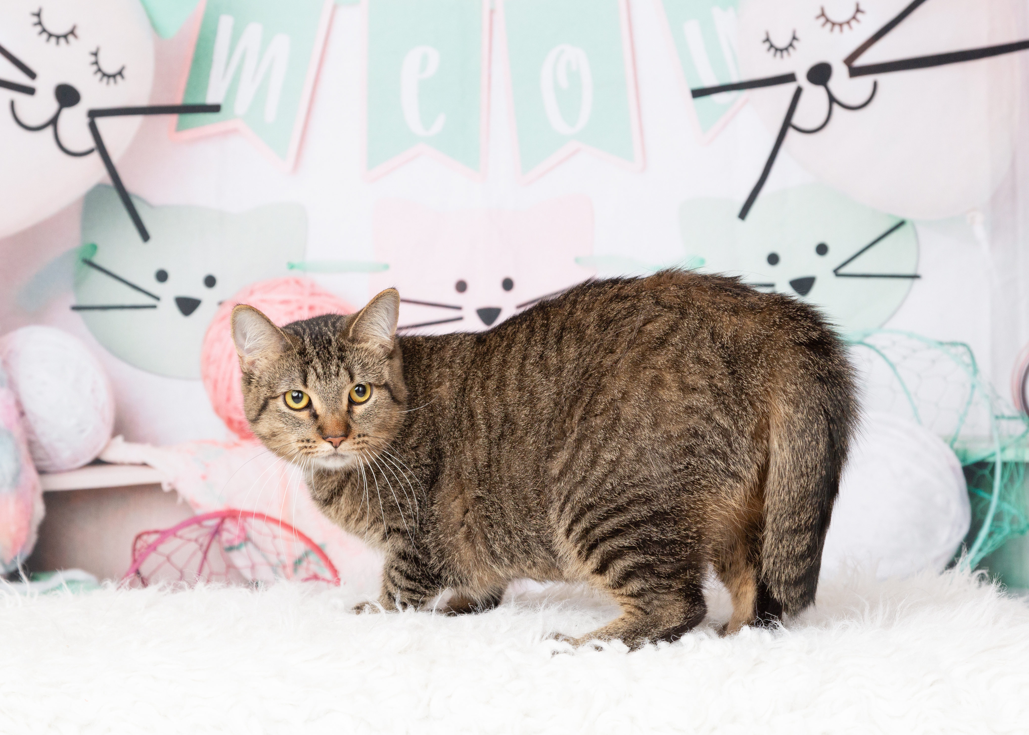 Enlarge Camila, a Adoptable Domestic Short Hair in Denton, TX image 5/5