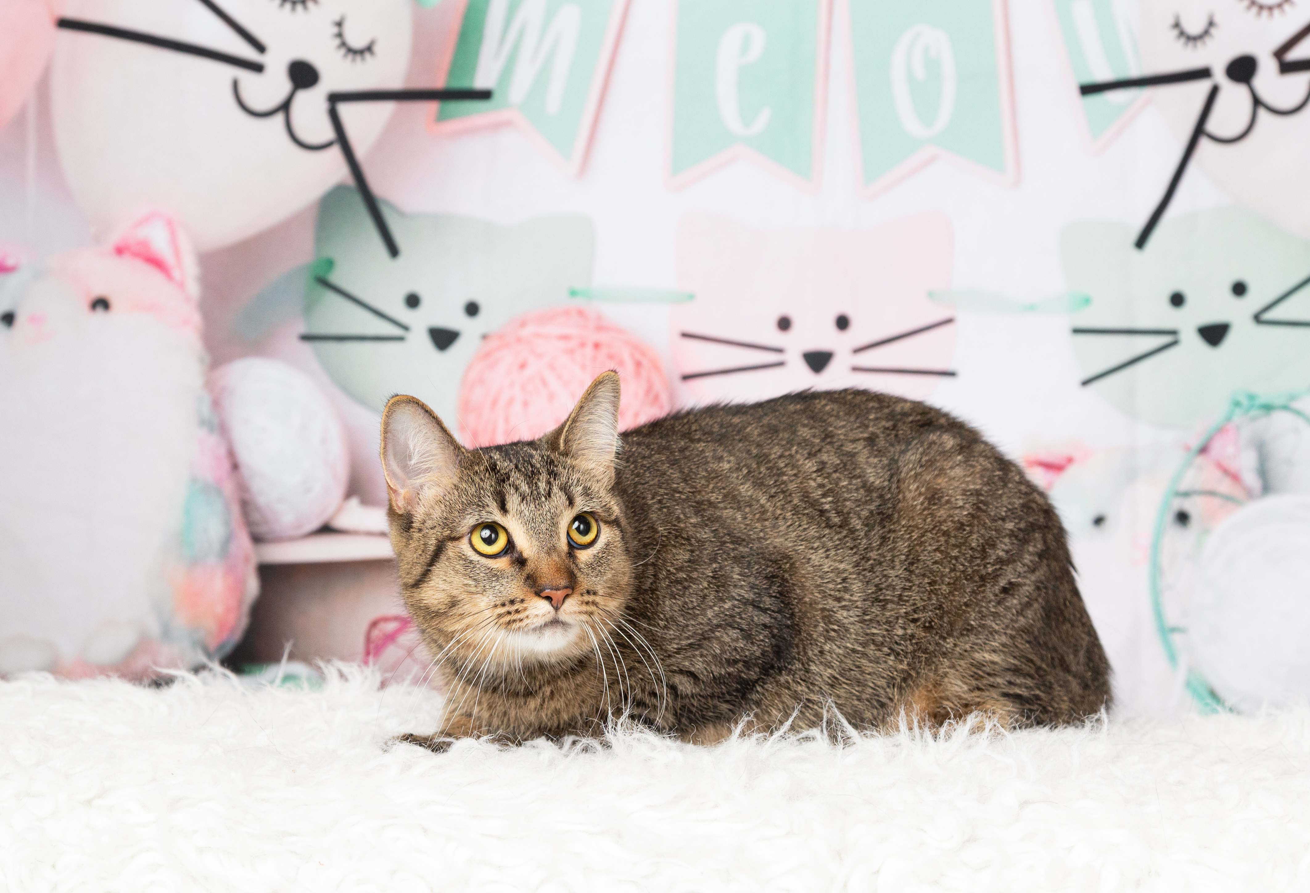 Camila, Adoptable, Adult Female Domestic Short Hair.