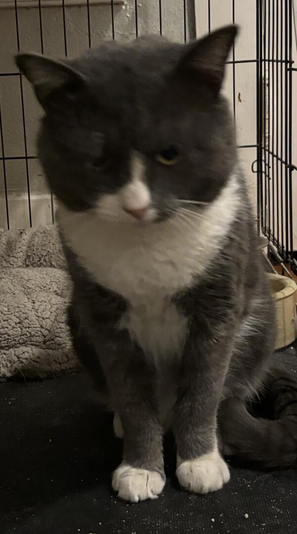 Charmy, adopted, Adult Male Domestic Short Hair.